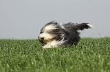 BEARDED COLLIE 125